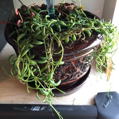 Senecio 'String Of Bananas'