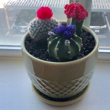 Frank's garden