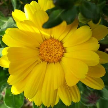 Calendula officinalis 'Chrysantha'