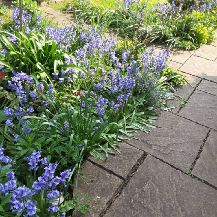 plant image 1017364
