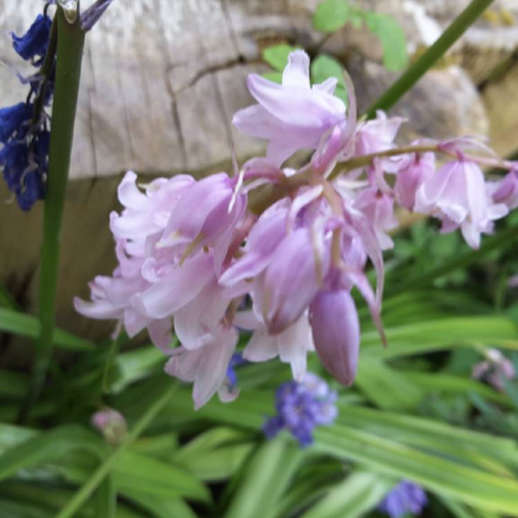 plant image 1017366