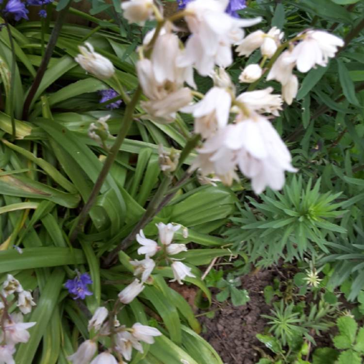 plant image 1017371