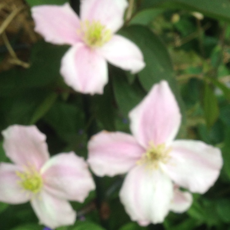 plant image 1025435