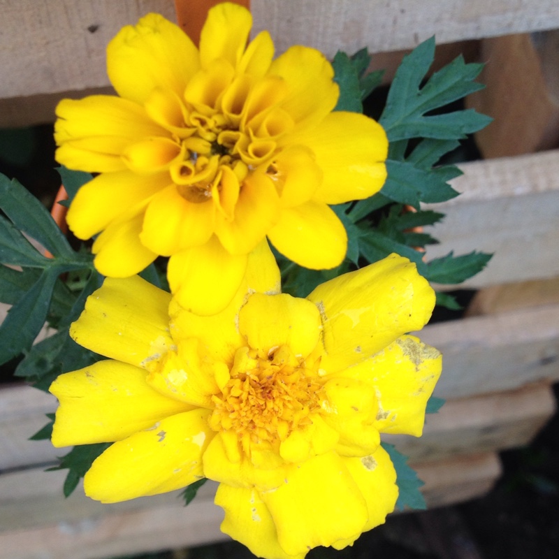 plant image 104856