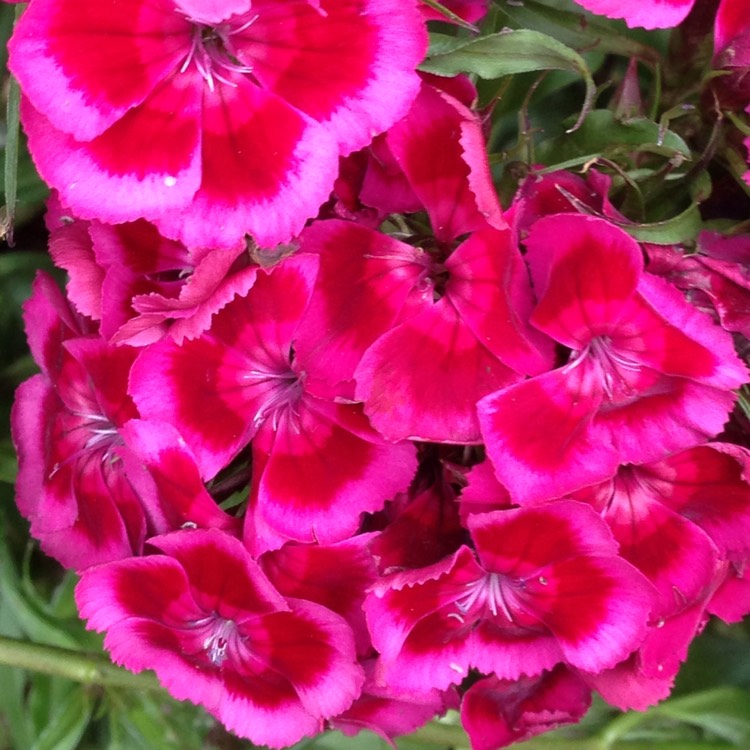 plant image 1083752 plant image 1083752
