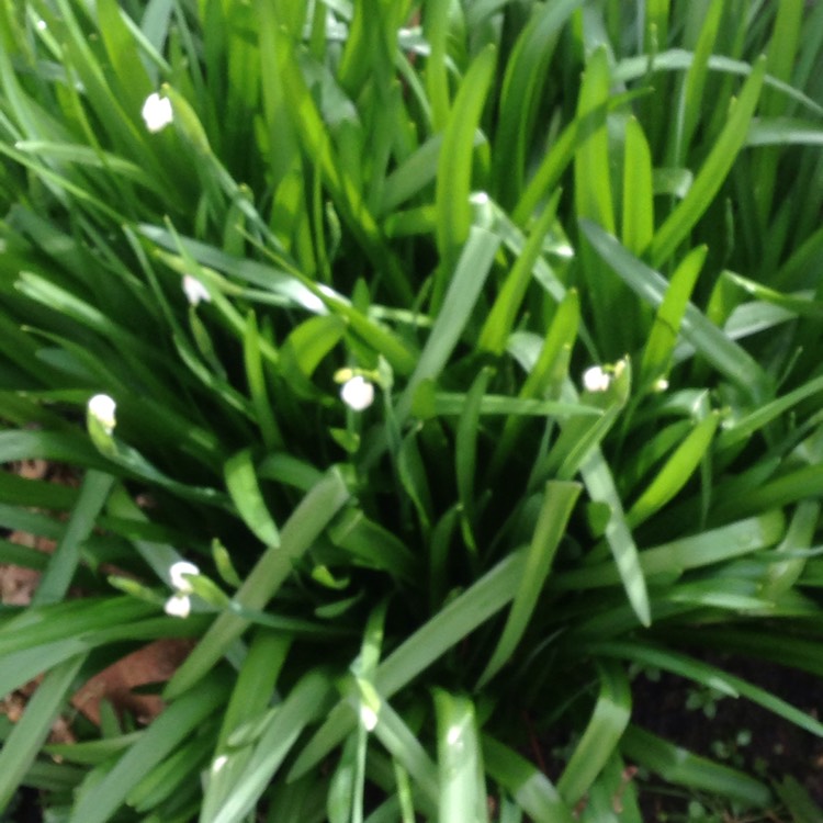plant image 1232592 plant image 1232592