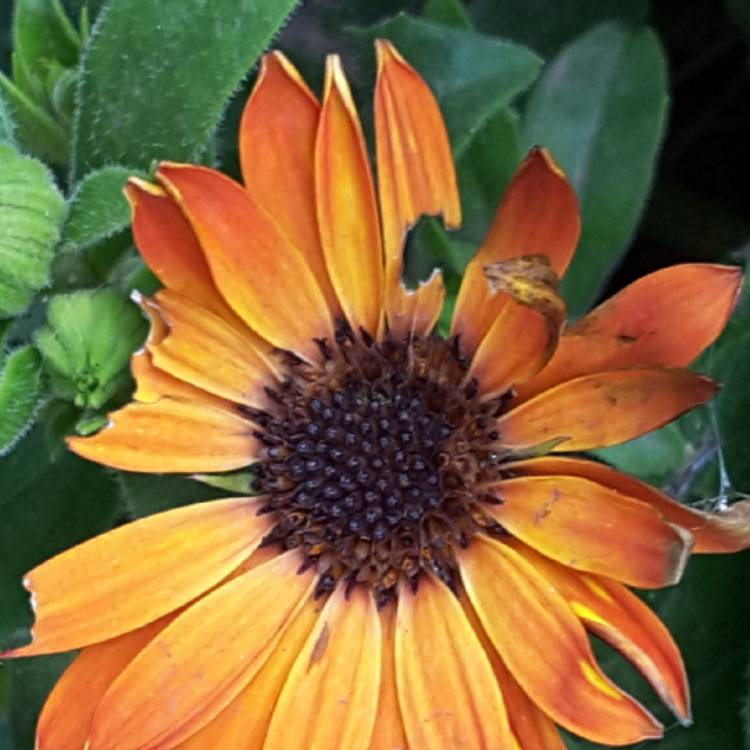 plant image 1247310 plant image 1247310