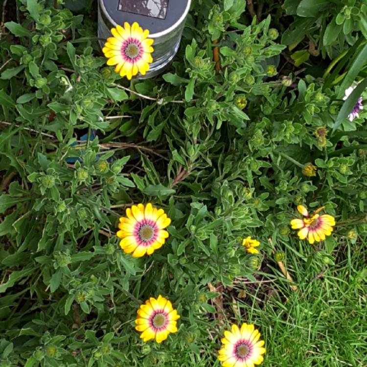 plant image 1247745 plant image 1247745