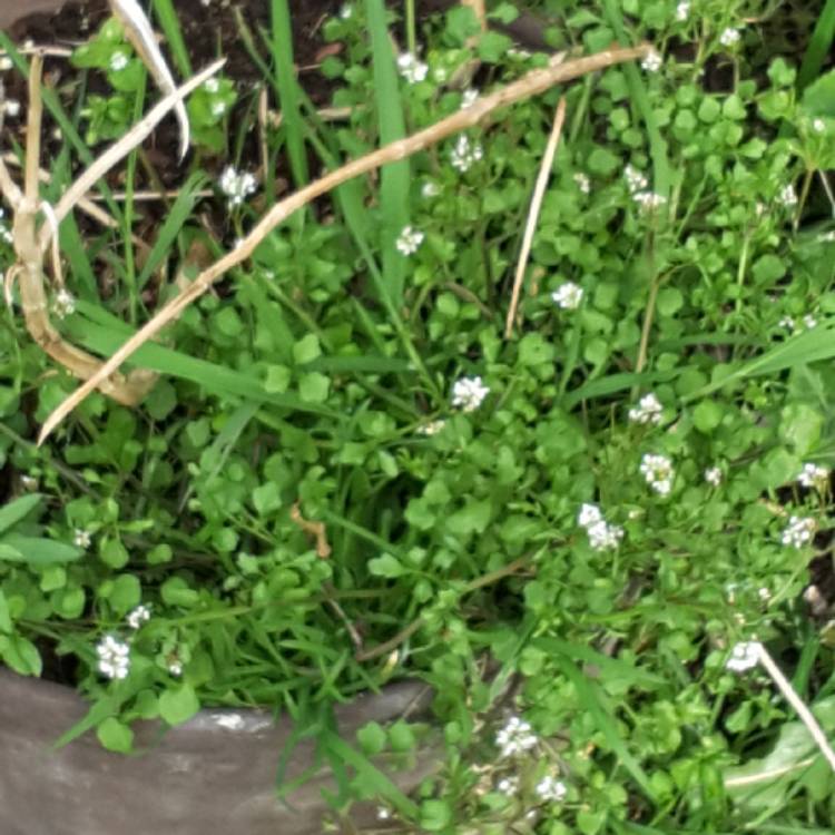 plant image 1248189