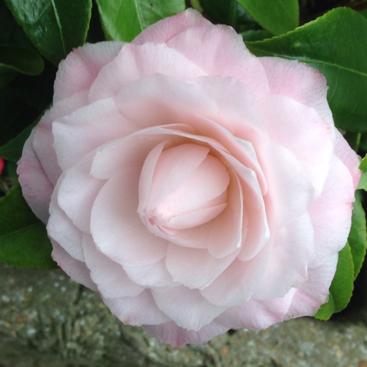 plant image 1248198