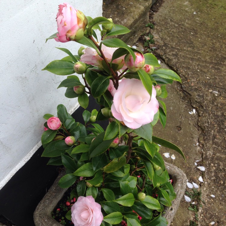 plant image 1248199
