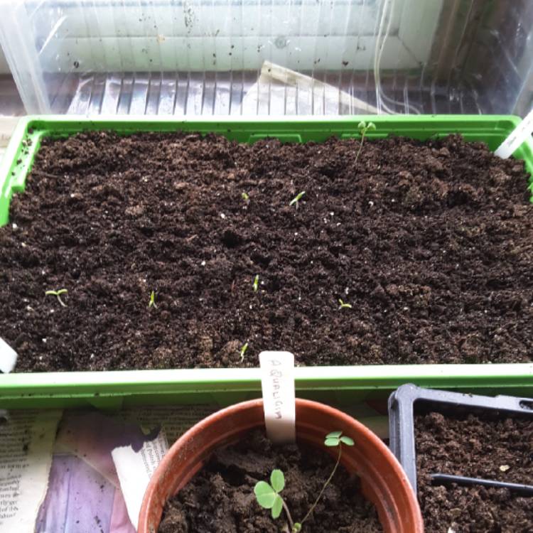 Plant image Solanum Lycopersicum var. cerasiforme 'Minibel'
