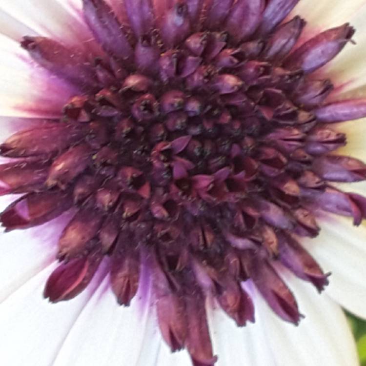 plant image 1253593 plant image 1253593