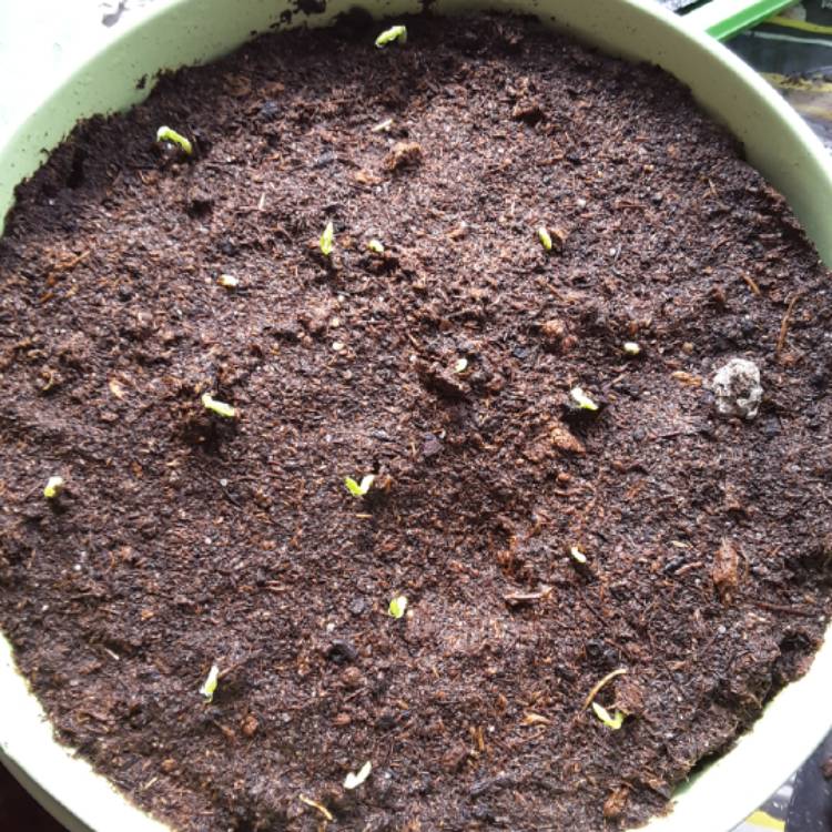 plant image 1256031