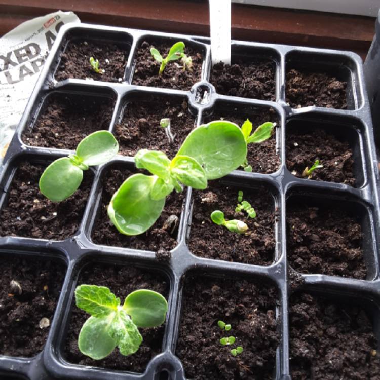 Plant image Agastache mexicana 'Red Fortune'