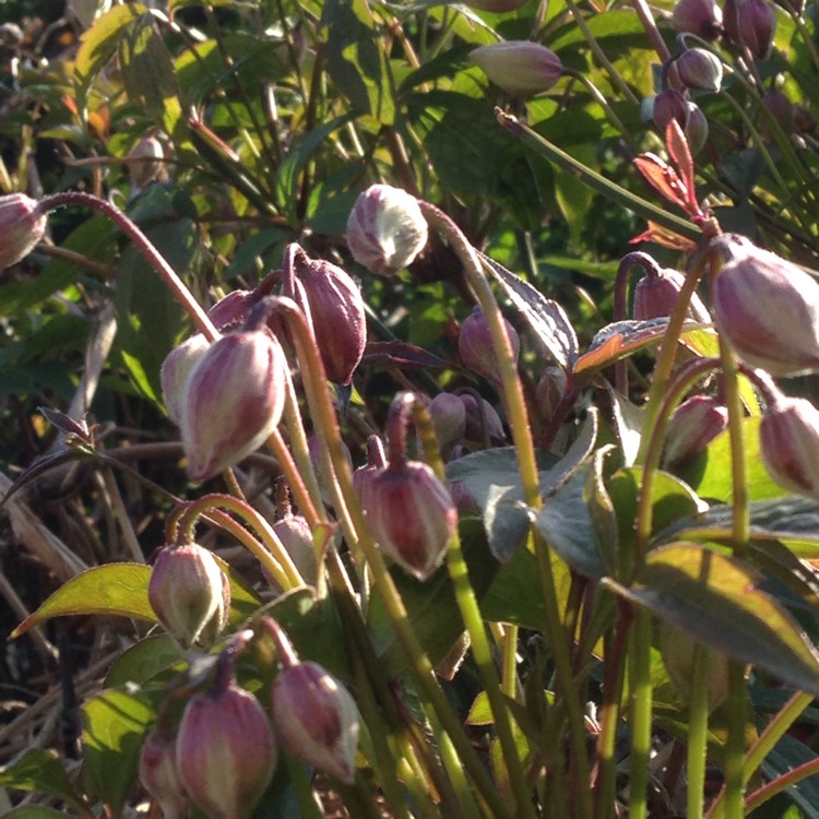 plant image 1266947