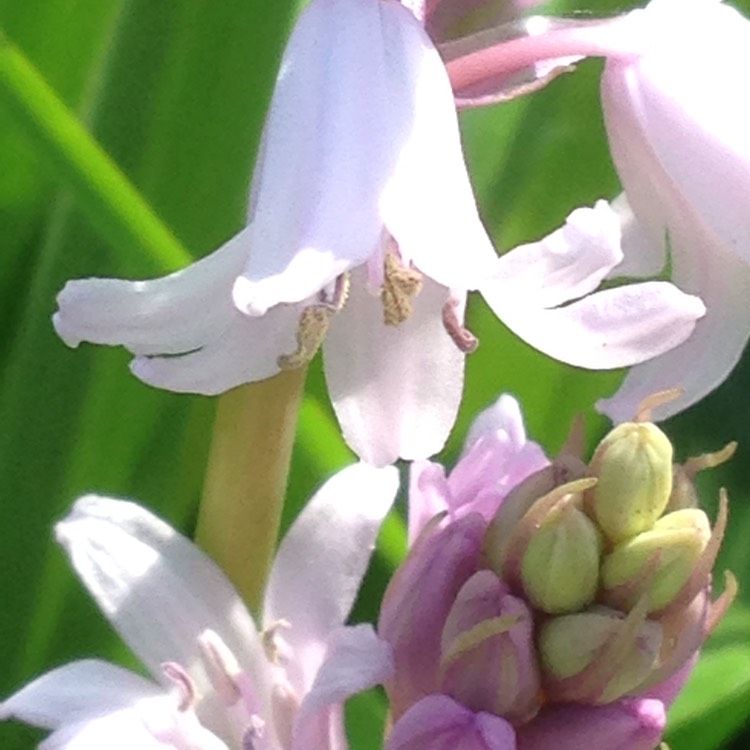 plant image 1270735