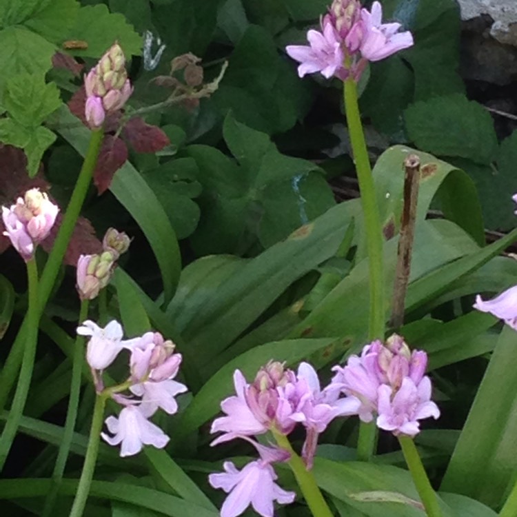 plant image 1270742