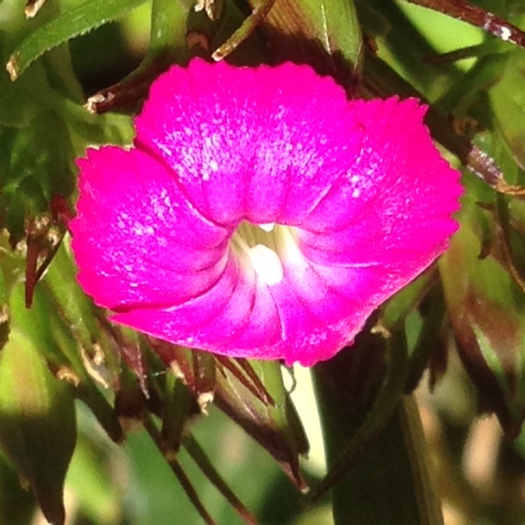 plant image 1289651 plant image 1289651