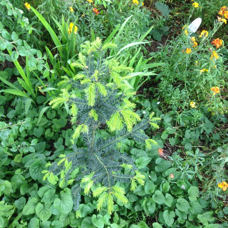 Plant image Taxus baccata