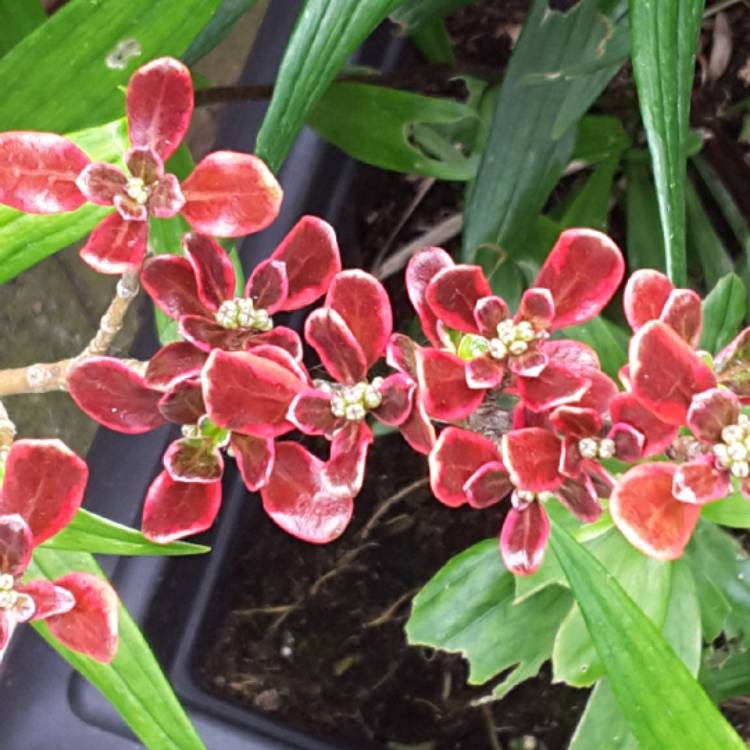plant image 1307574 plant image 1307574