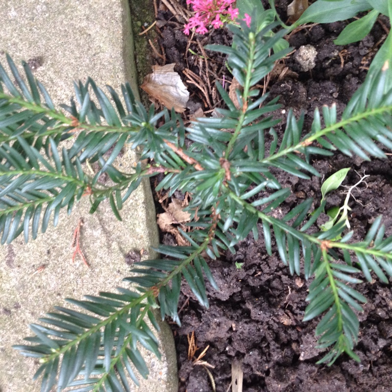 plant image 13139