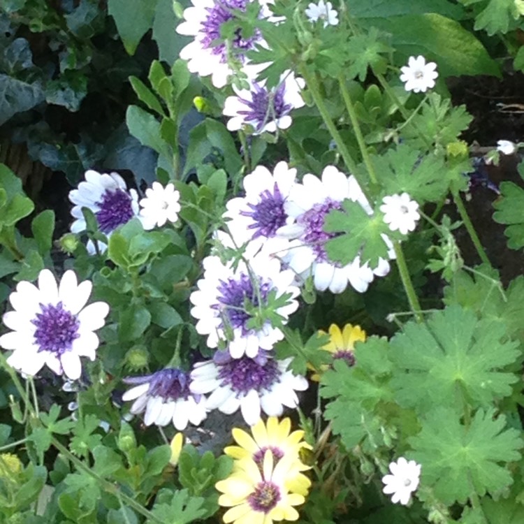 Plant image Osteospermum 'Serenity Blue Eyed Beauty'