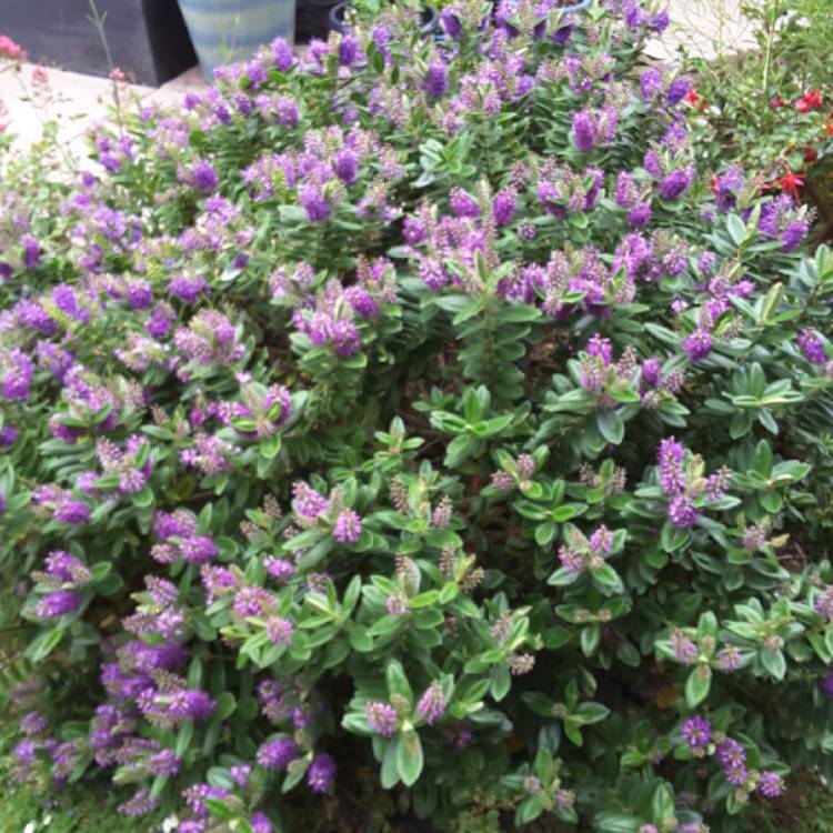 plant image 1324477 plant image 1324477