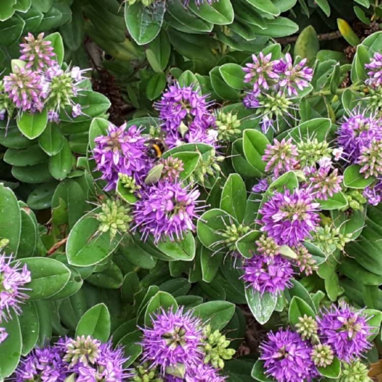 plant image 1324479 plant image 1324479