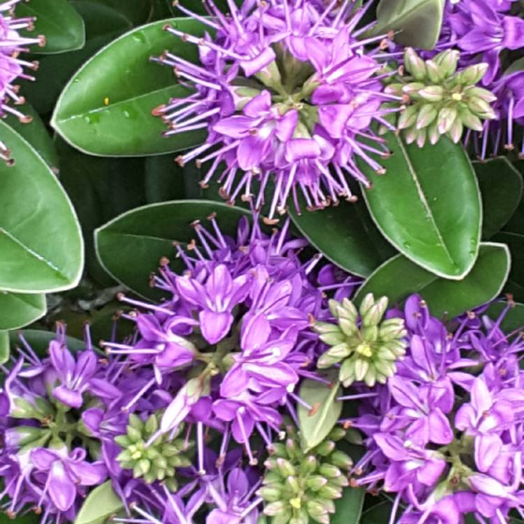 plant image 1324483 plant image 1324483