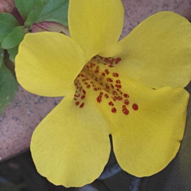 plant image 1329573