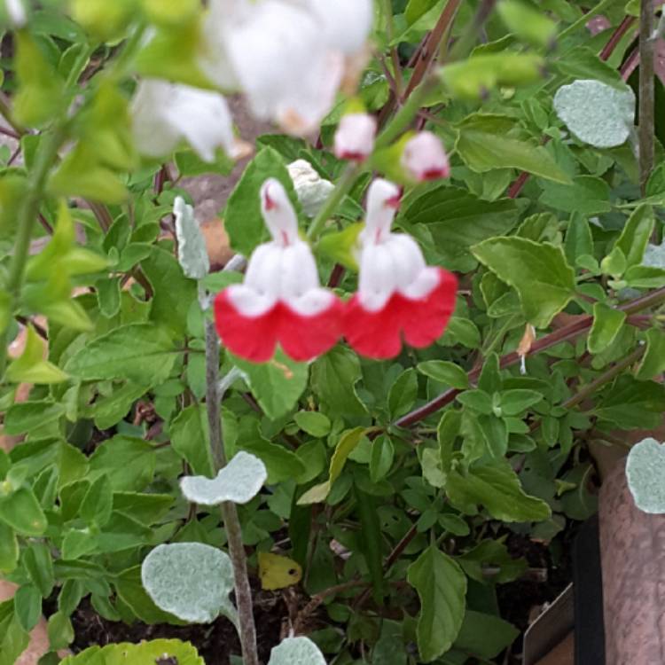 plant image 1333718 plant image 1333718