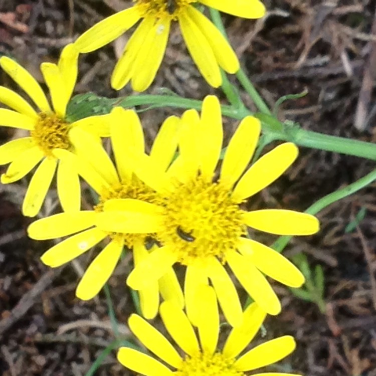 plant image 1337285