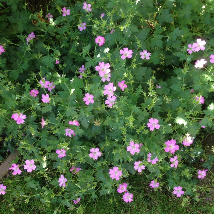 plant image 1342416 plant image 1342416