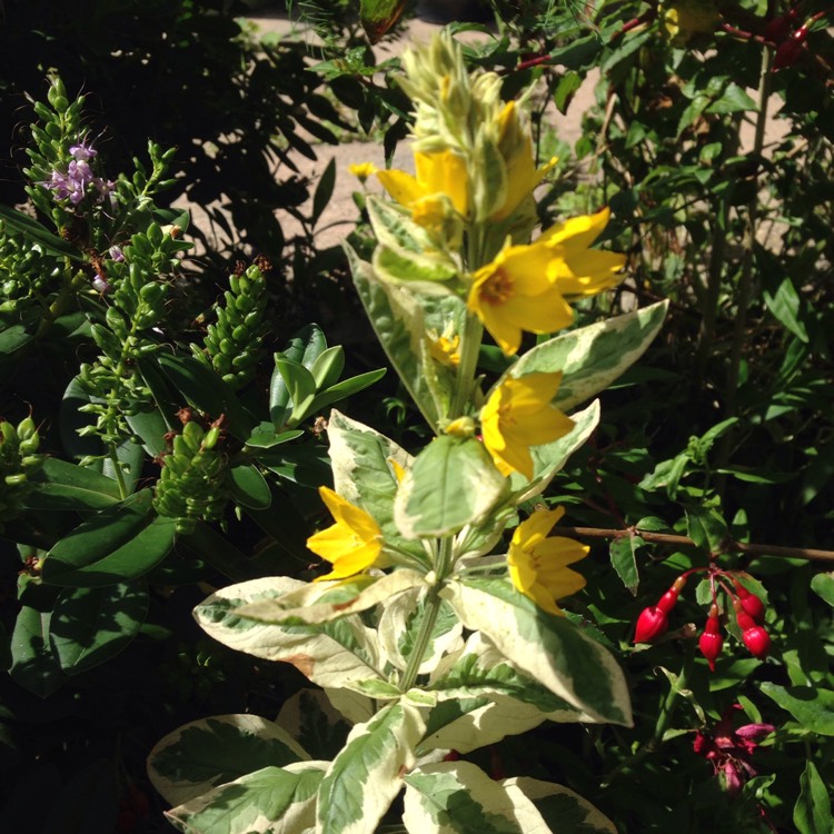 plant image 1348042