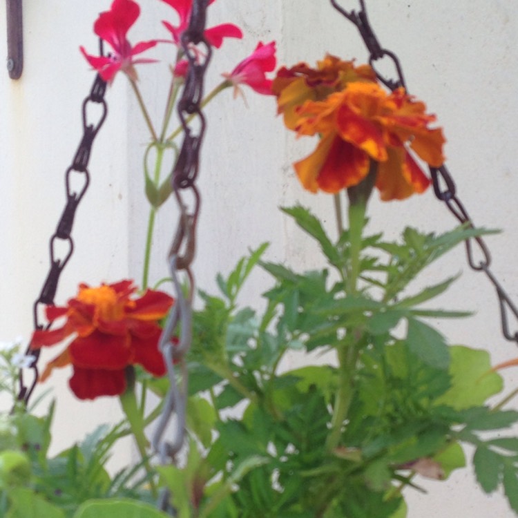 plant image 1350945