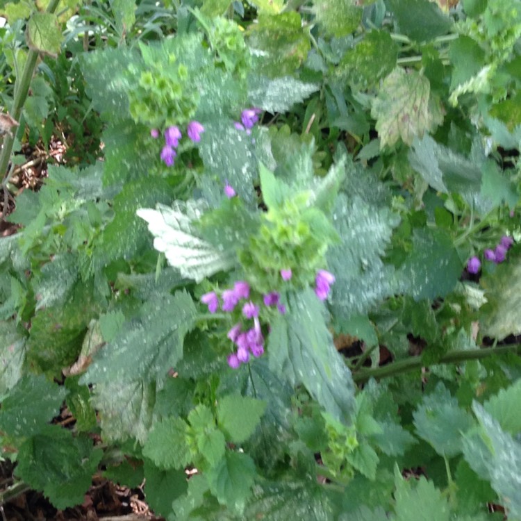 Plant image Lamium album