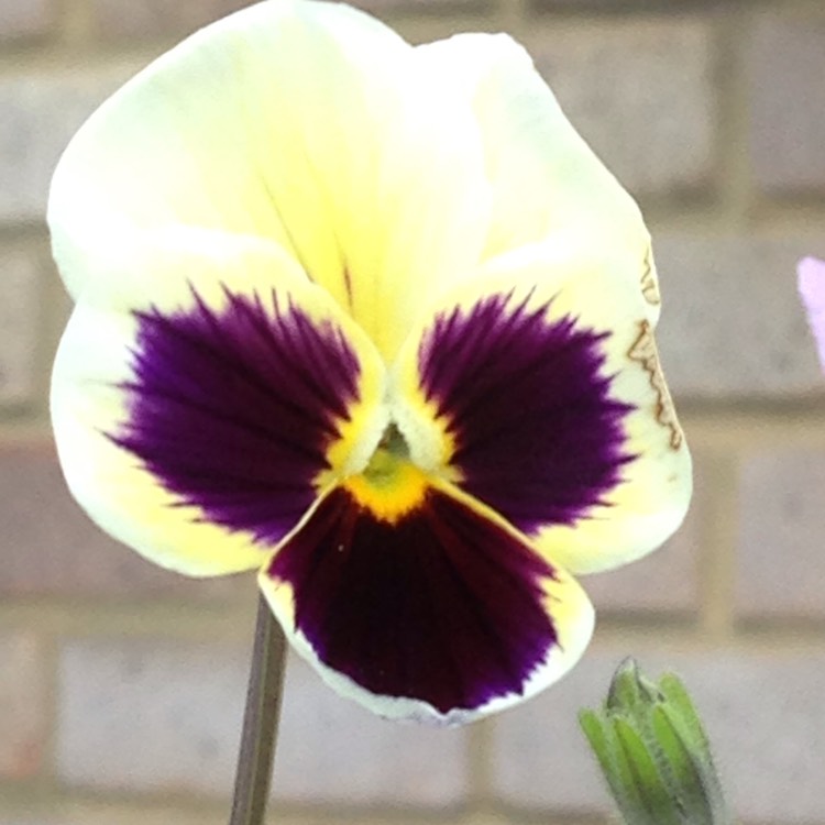 plant image 1352808 plant image 1352808