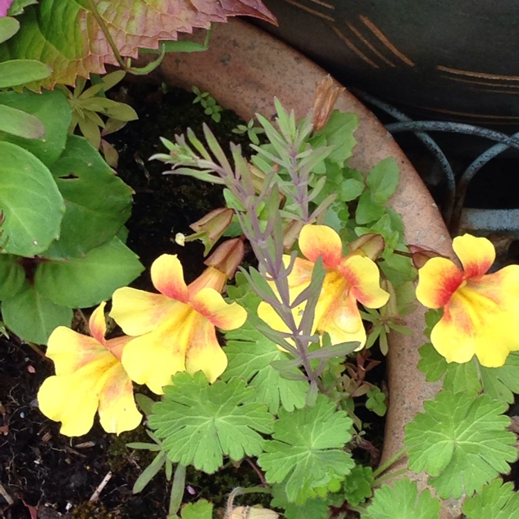 Plant image Mimulus aurantiacus