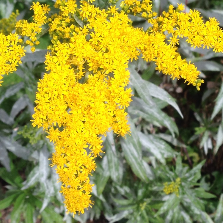 plant image 1361342 plant image 1361342