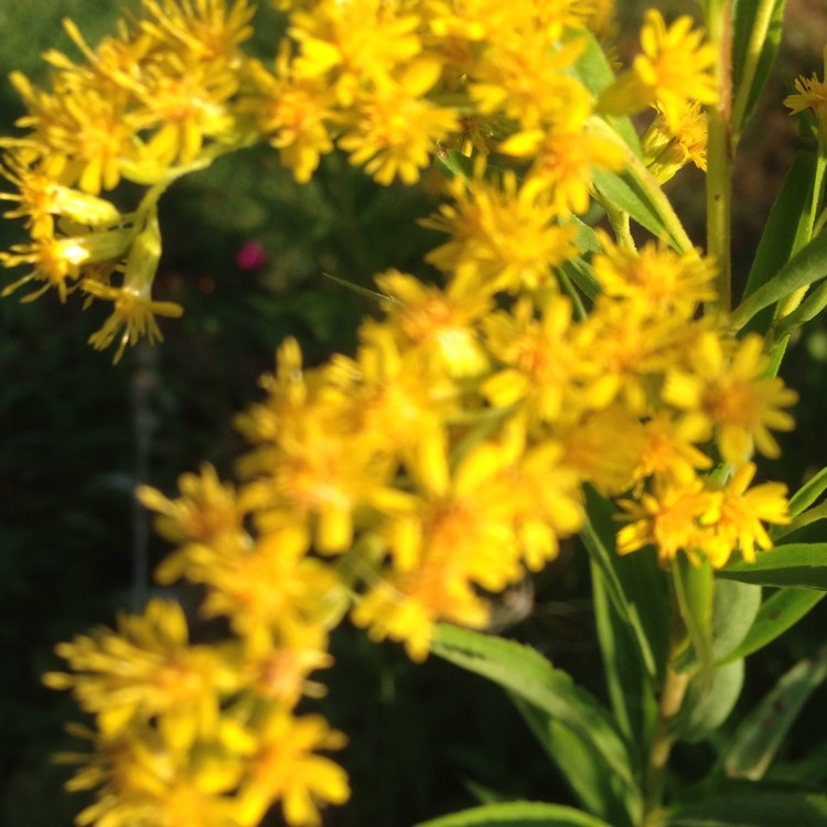 plant image 1372833 plant image 1372833