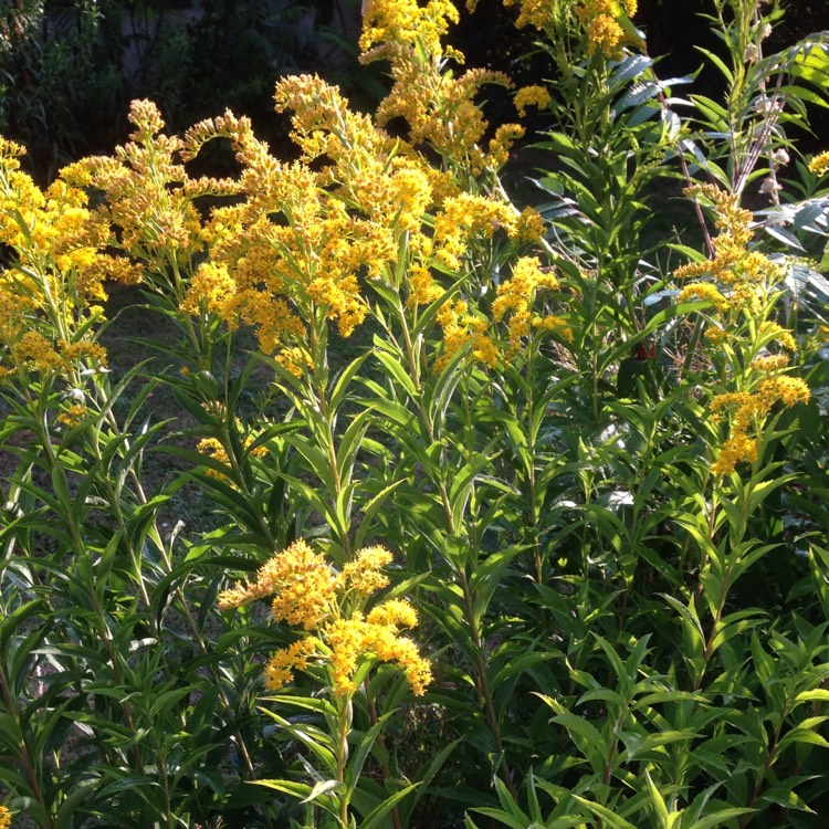plant image 1372835 plant image 1372835