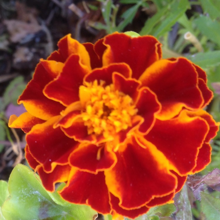 plant image 1390477