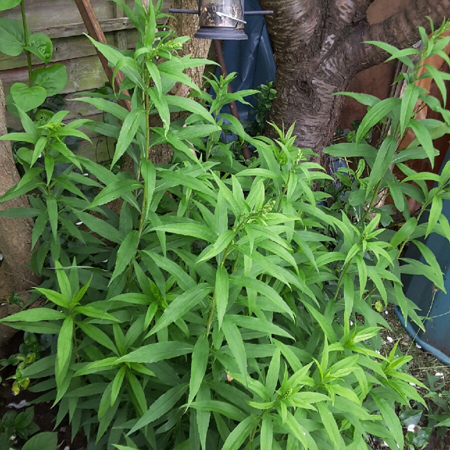 plant image 142984 plant image 142984
