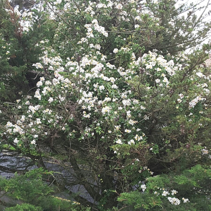 Plant image Rosa 'Wedding Day'