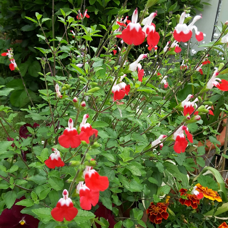 plant image 144581 plant image 144581