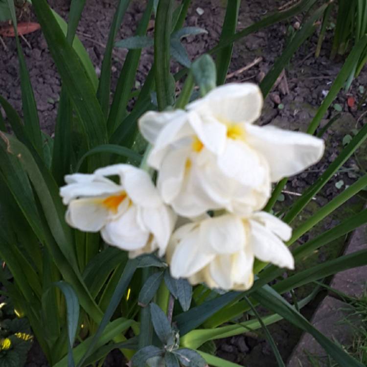plant image 1456265