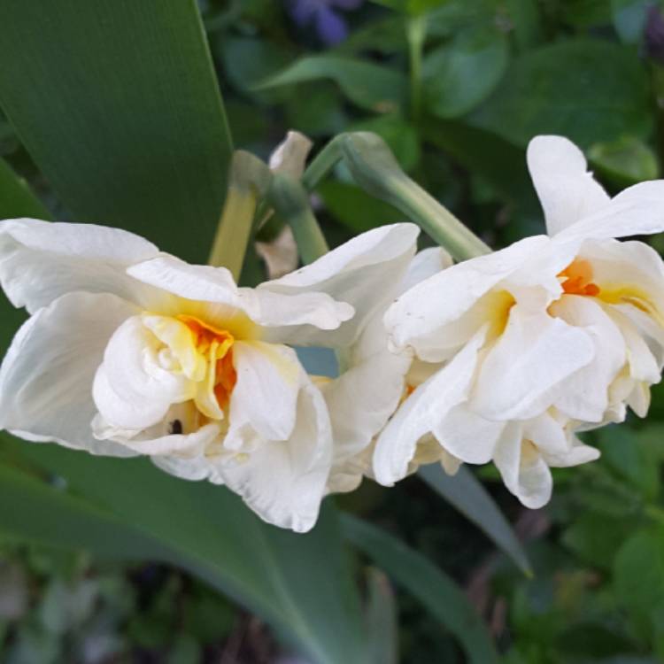 plant image 1464283