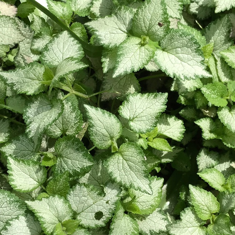 plant image 1483274 plant image 1483274
