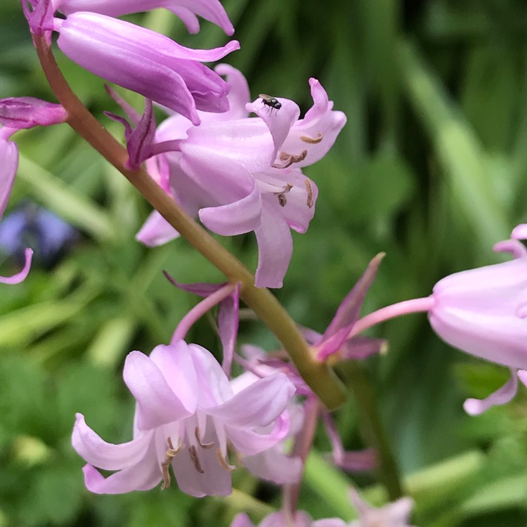 plant image 1483279